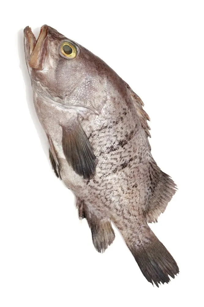 Mérou entier- Fish grouper whole