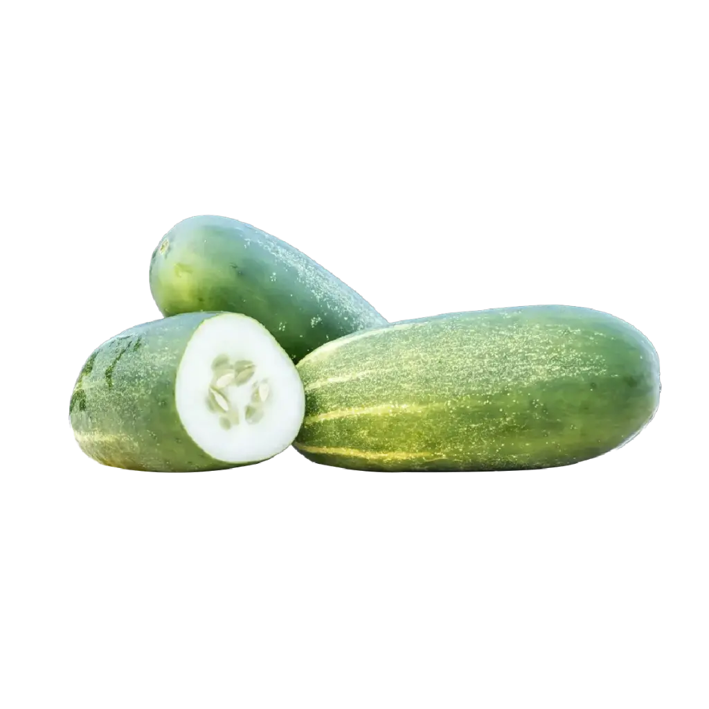 Concombre - Cucumber
