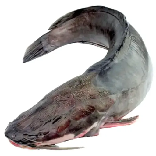 Poisson  konkoye cnt10kg