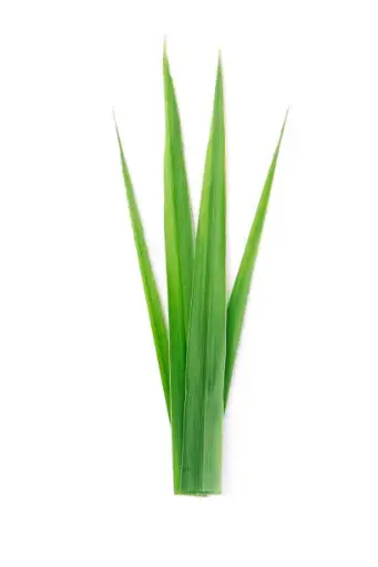 Citronnelle - Lemon Grass (ticaleh)