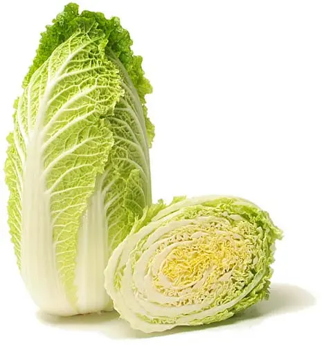 Choux chinois - Chinese cabbage