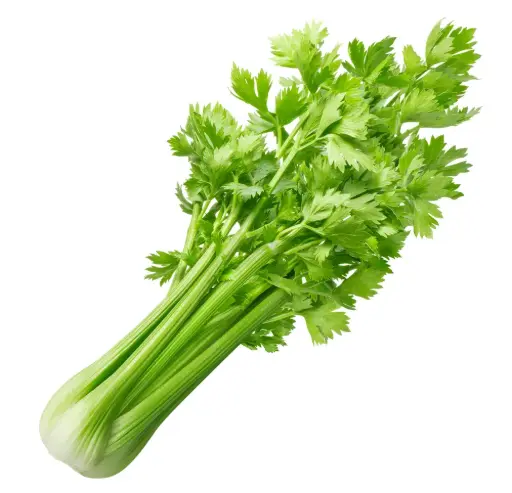 Cèleri - Celery
