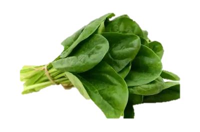 Epinards frais - Fresh spinach