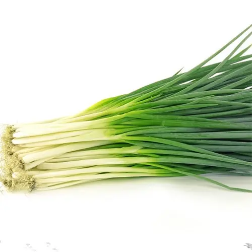 Feuilles d'oignon - Spring Onion leaves