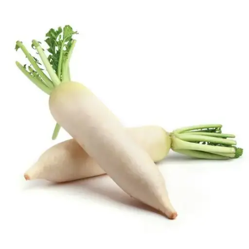 Radis Blanc - Fresh radish white 