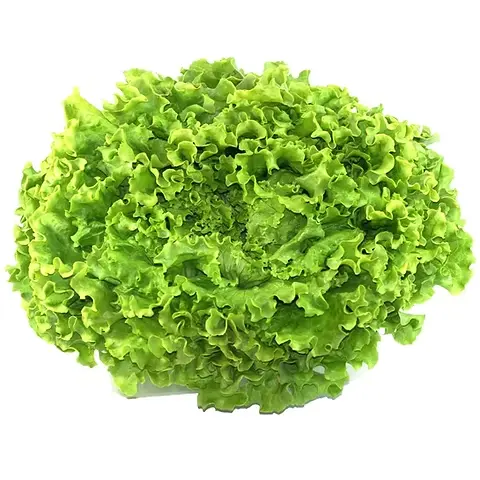 Salade frais - Fresh lettuce